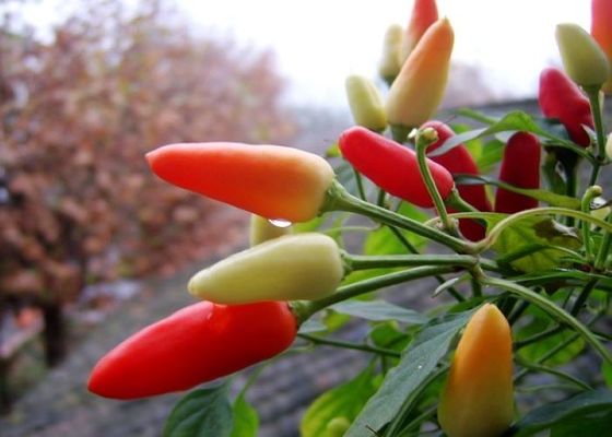 MUI Tianjin Red Chilies Authentic Red Chilli Pods Single Herb