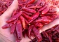20000SHU Dried Chinese Chilis Vacuume Packing Spicy Chaotian / Tianjin Chilli
